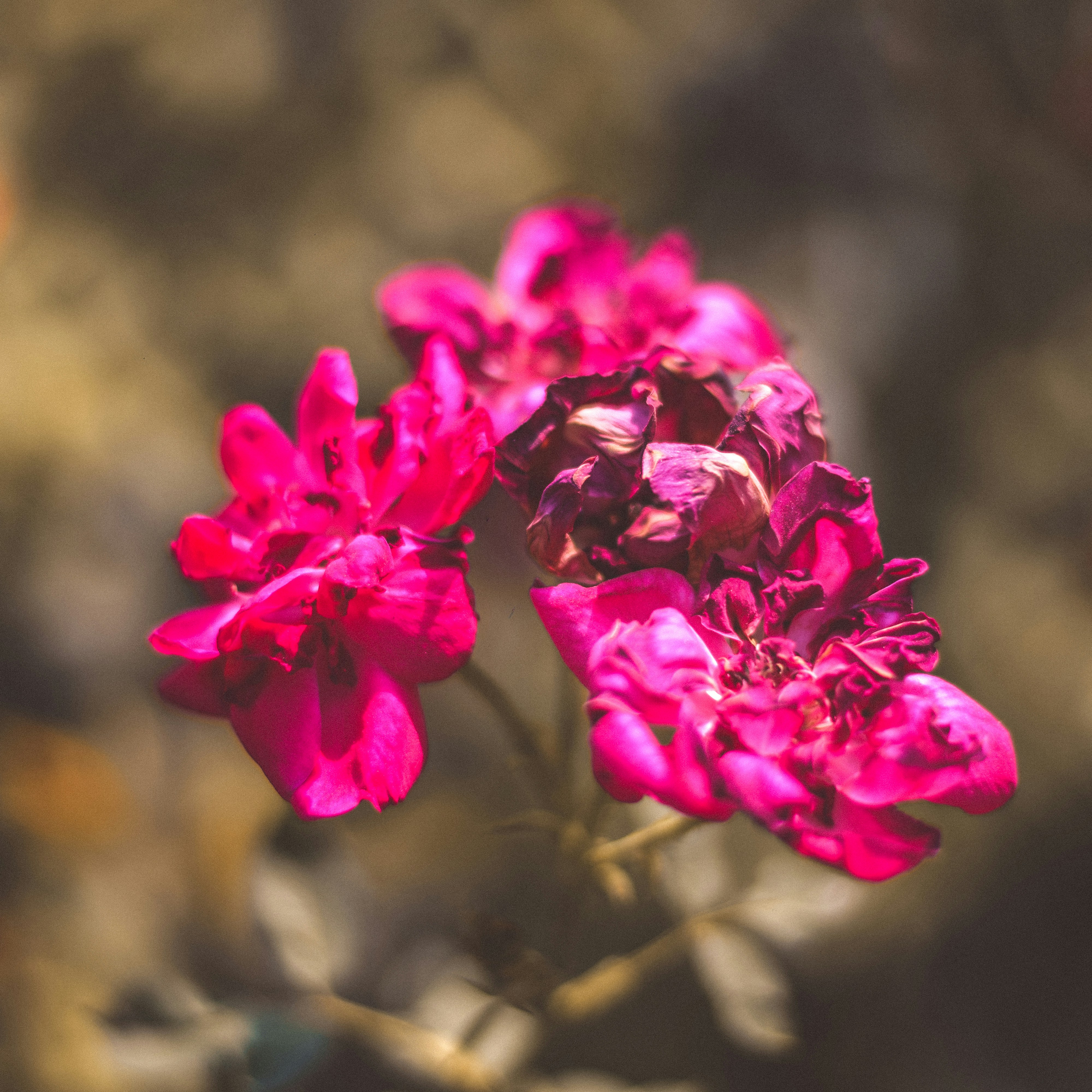 pink flowers in tilt shift lens