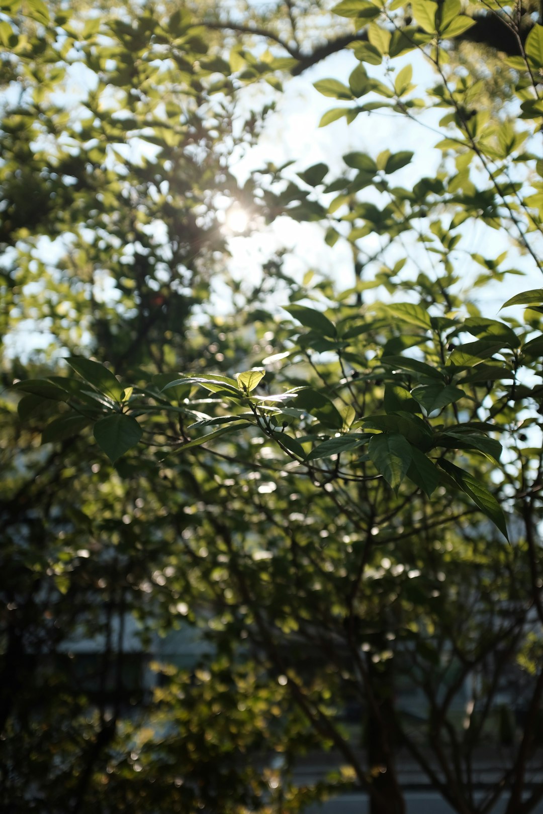 green leaves during day time