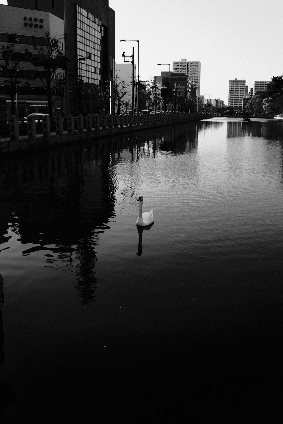 white swan on water near building during daytime