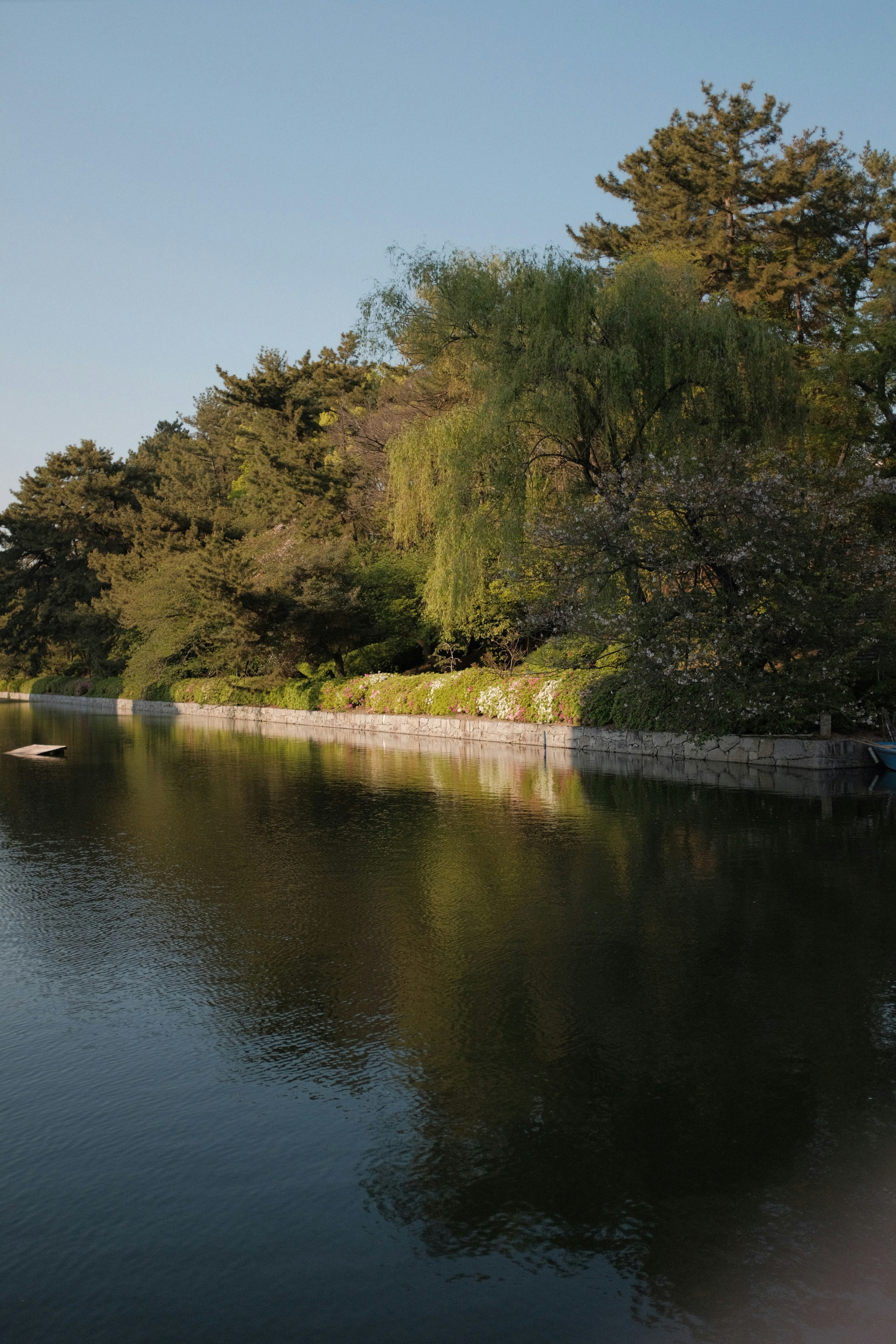 green trees beside river during daytime