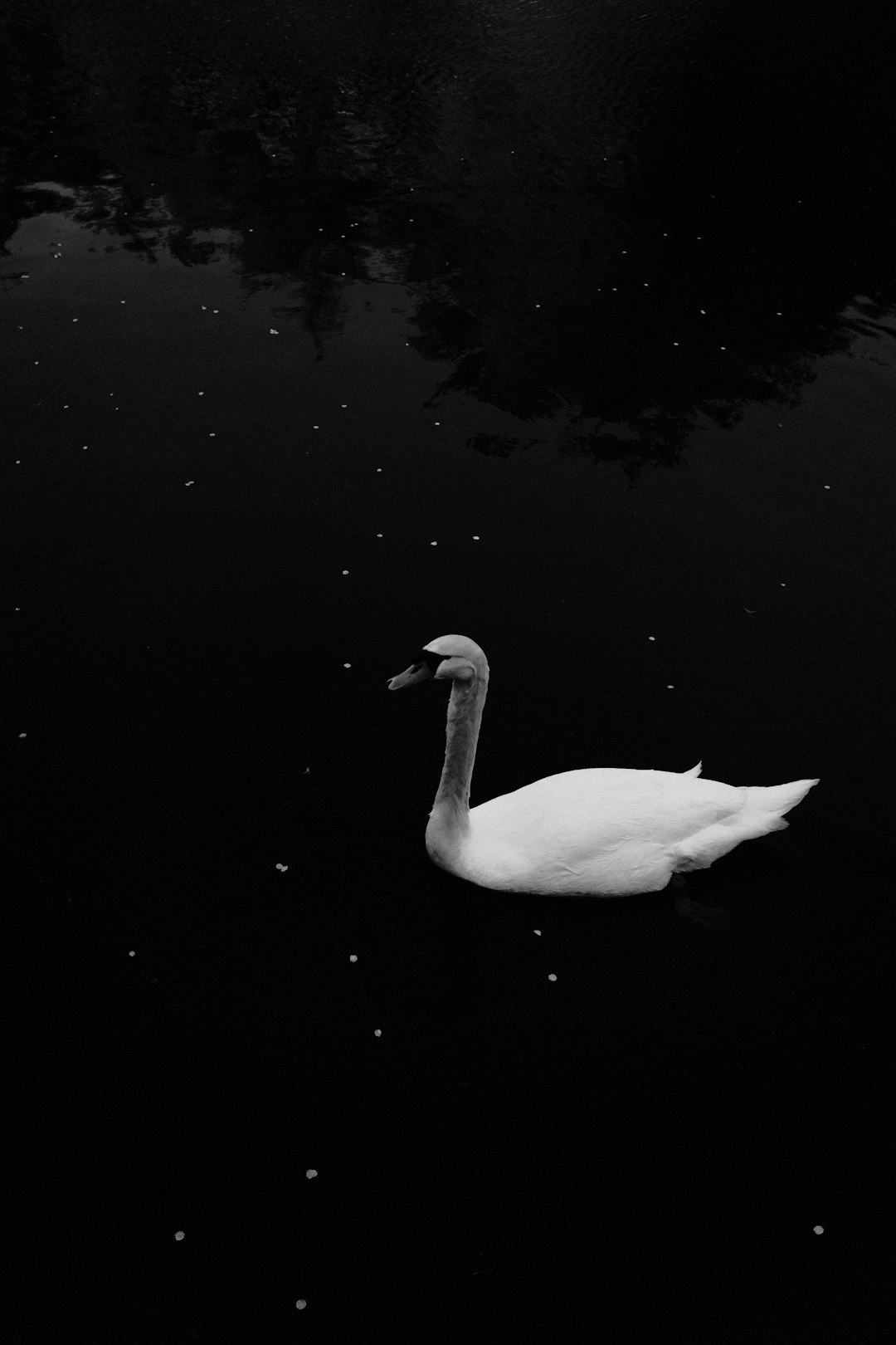 white swan on water during daytime