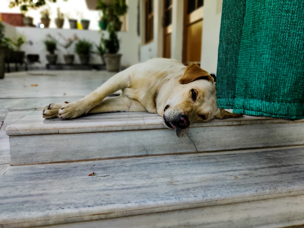 yellow labrador retriever lying on wooden floor