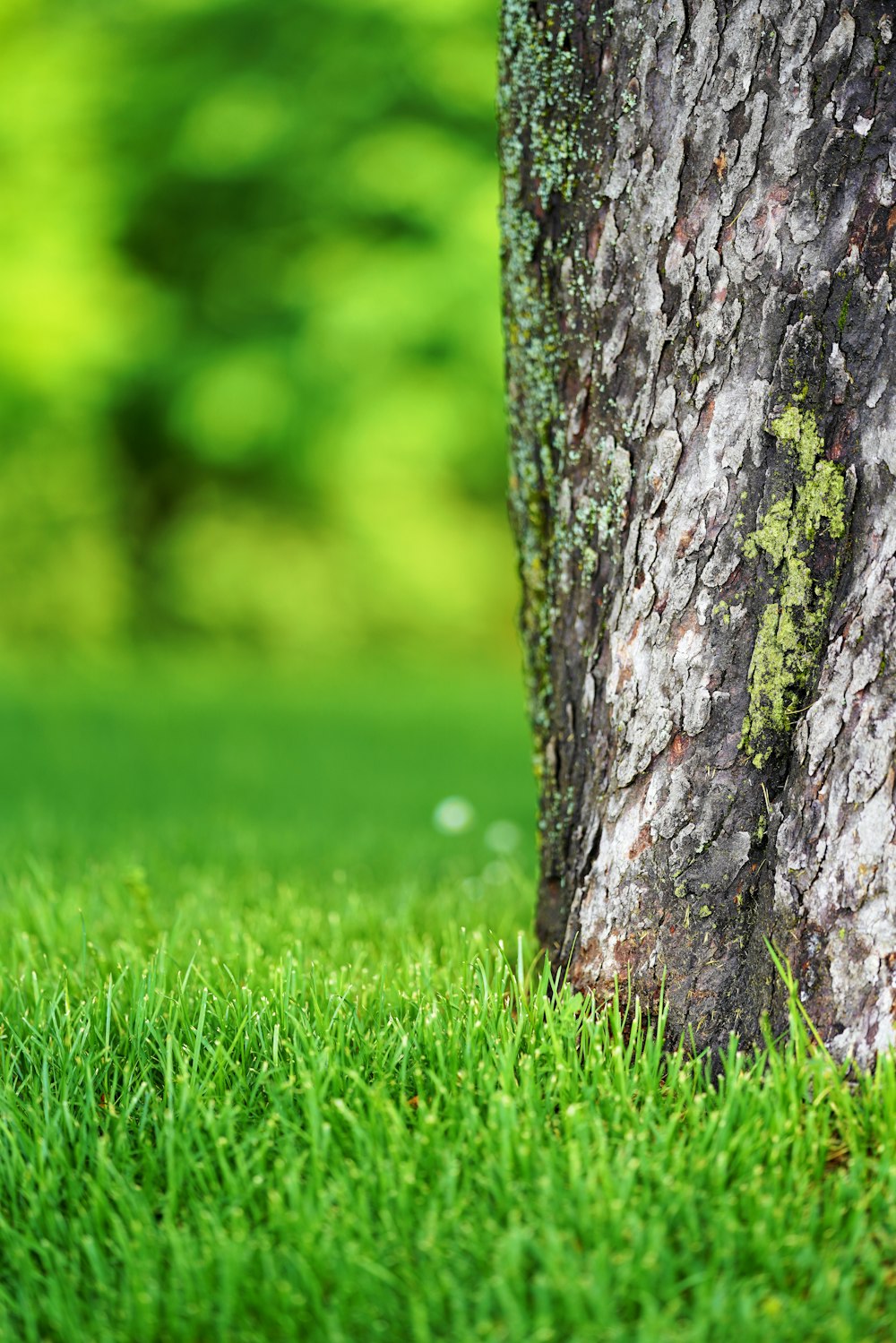 brown tree trunk on green grass field during daytime photo – Free Green  Image on Unsplash