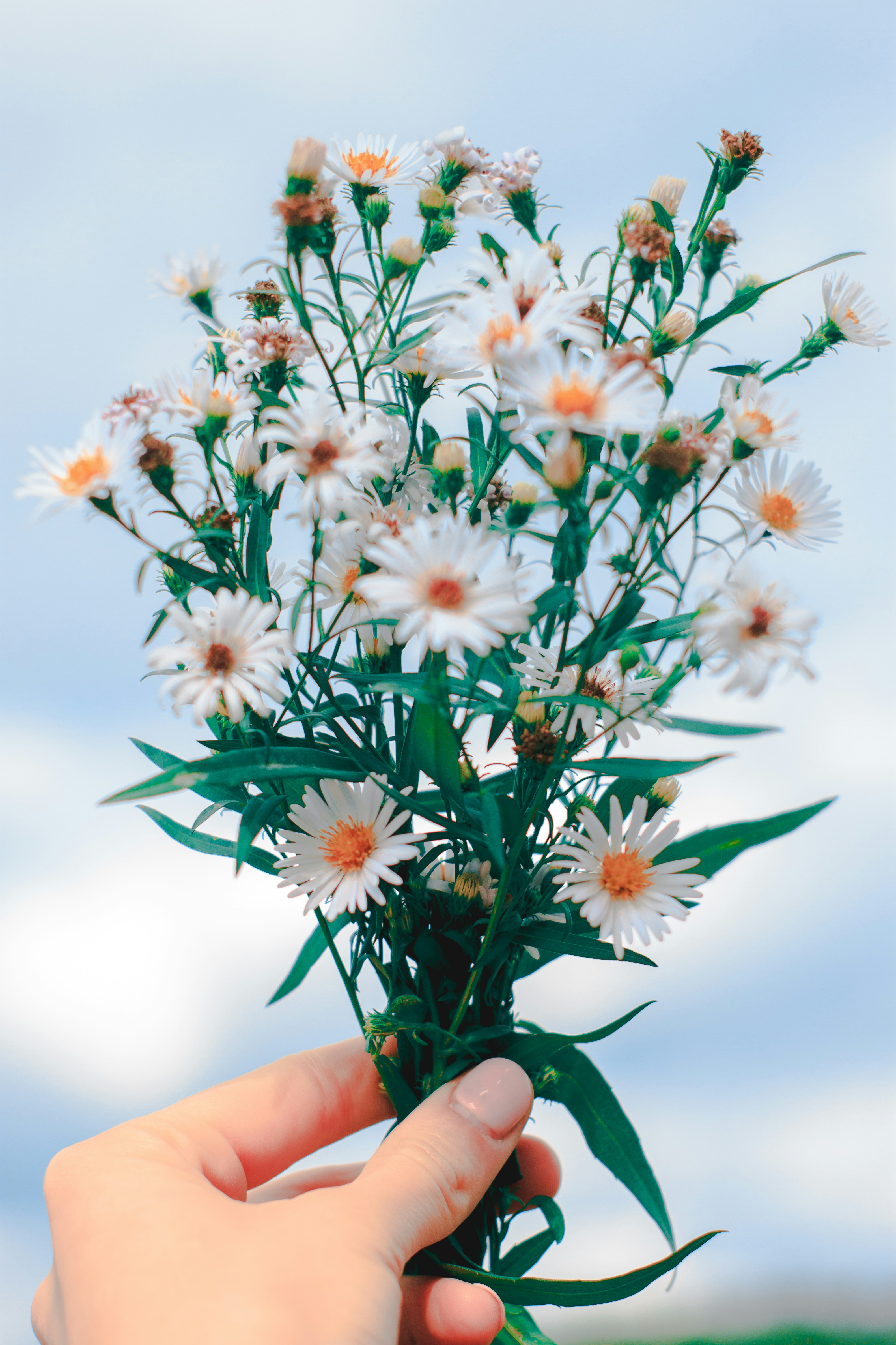 花を持つ人の写真 – Unsplashの花の無料画像