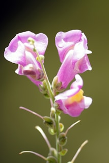 Three delicate pink flowers with subtle purple hues are in sharp focus against a blurred green background. The flowers are in various stages of bloom, showcasing a soft and fragile beauty with smooth petals and a slender green stem.
