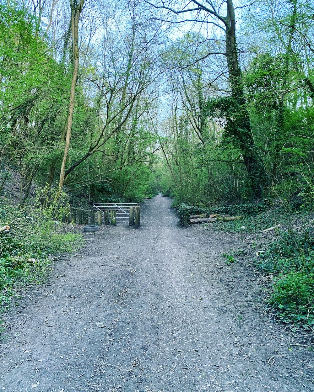 gray dirt road between green trees during daytime