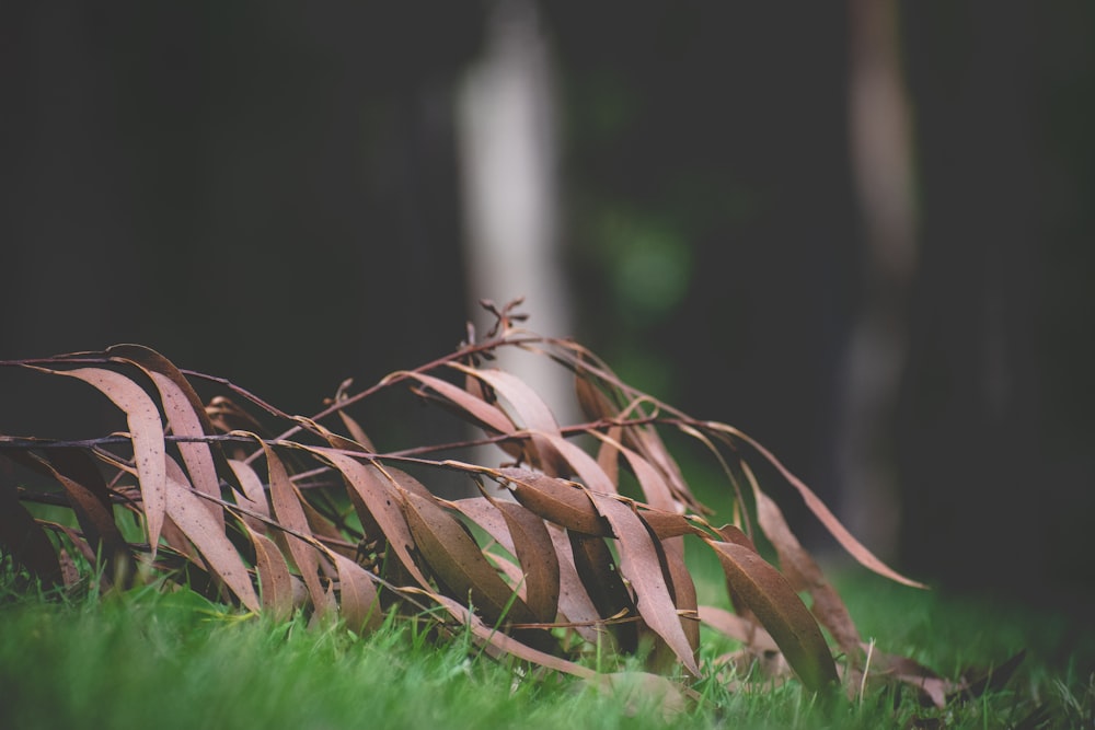 brown dried grass on green grass