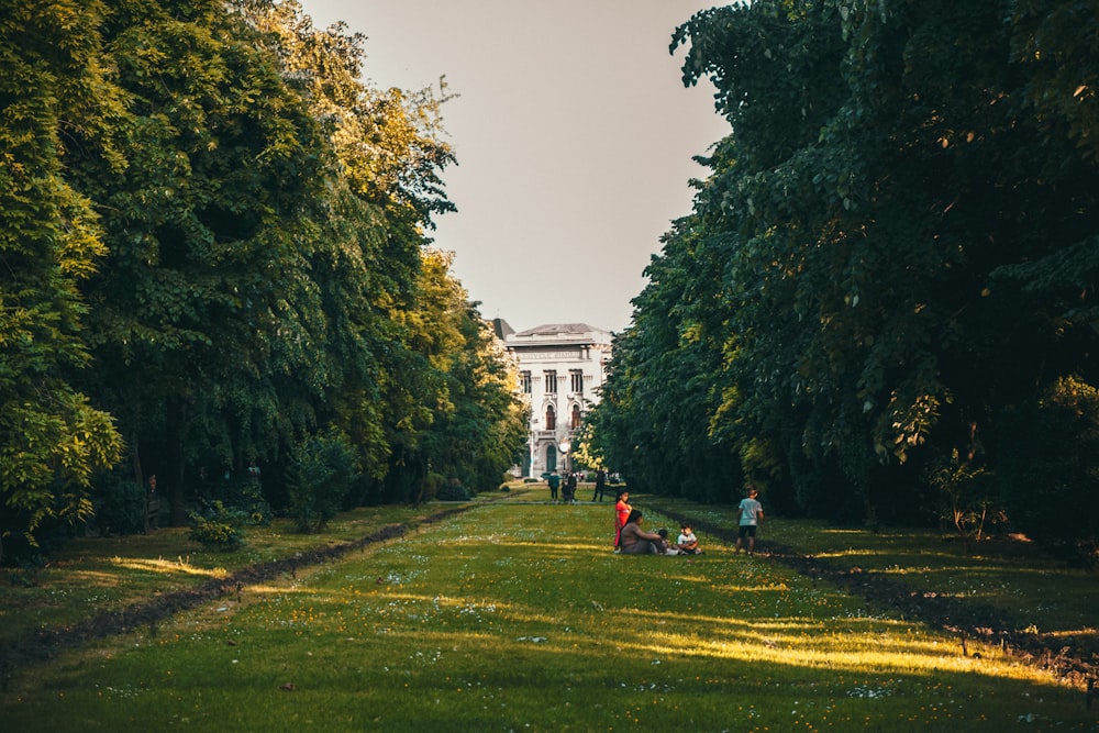 personnes assises sur un champ d’herbe verte près d’arbres verts pendant la journée