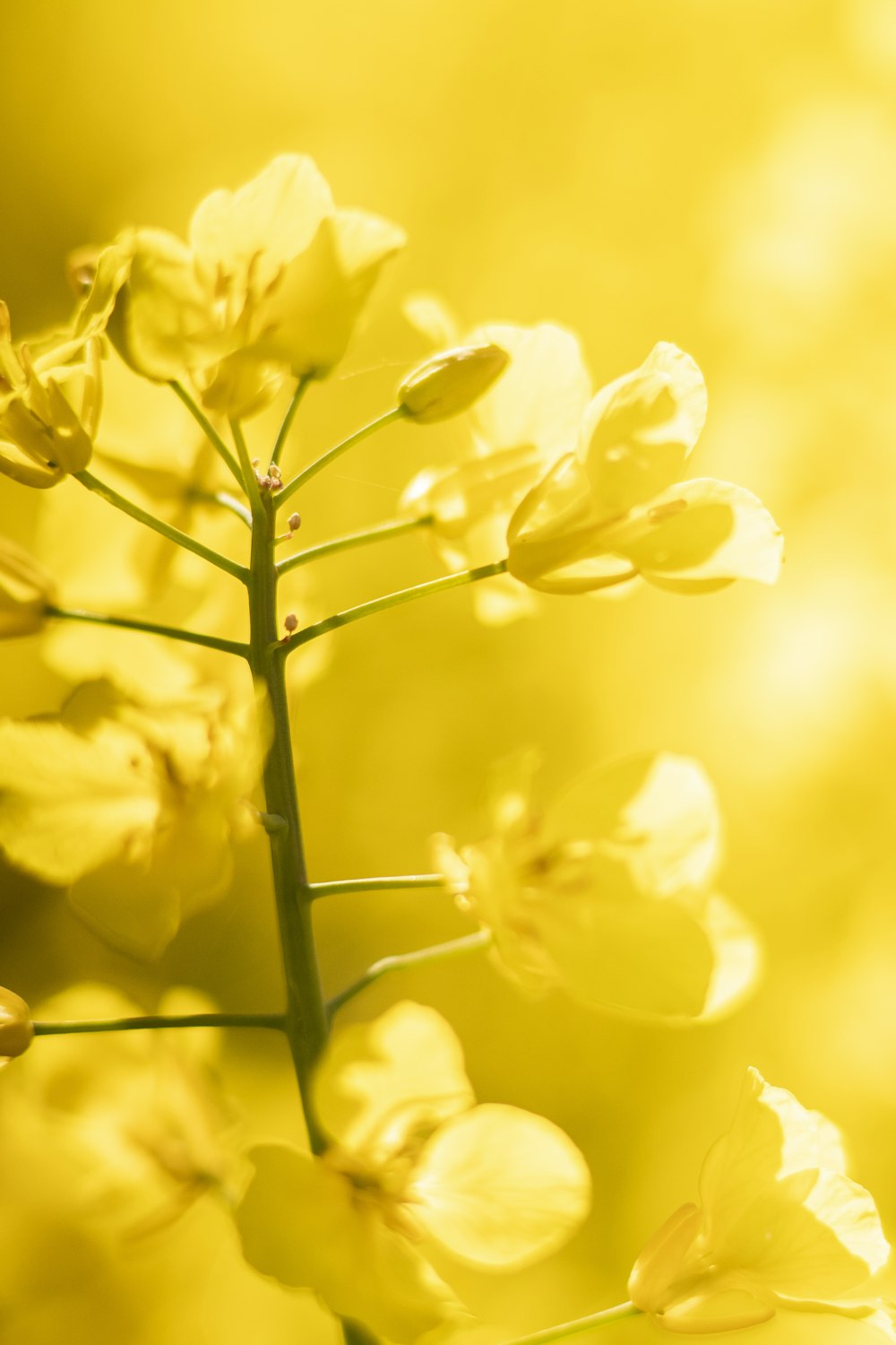 Jonquilles jaunes en fleurs pendant la journée