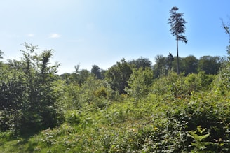 A lush eucalyptus forest with tall trees under a clear sky.