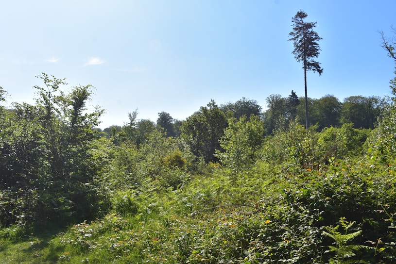 A lush eucalyptus forest with tall trees under a clear sky.
