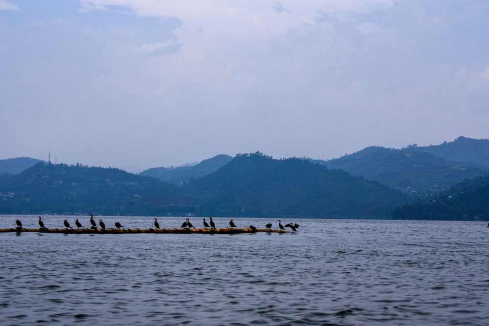 people riding on boat on sea during daytime