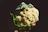 A happy farmer holding fresh cauliflower heads in a lush green field.