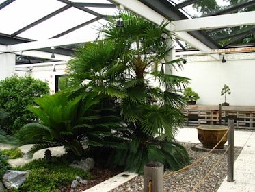 A well-maintained garden area featuring lush greenery, including large palm leaves and other tropical plants. The scene is set in a modern structure with a glass ceiling and white metal beams. Gravel paths with wooden post and rope barriers are visible, along with an ornate stone planter and a small styled tree on a bench.