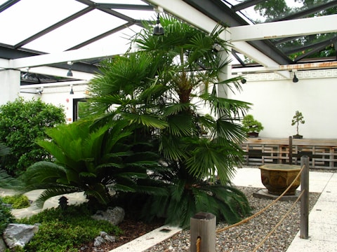 A well-maintained garden area featuring lush greenery, including large palm leaves and other tropical plants. The scene is set in a modern structure with a glass ceiling and white metal beams. Gravel paths with wooden post and rope barriers are visible, along with an ornate stone planter and a small styled tree on a bench.