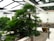 A well-maintained garden area featuring lush greenery, including large palm leaves and other tropical plants. The scene is set in a modern structure with a glass ceiling and white metal beams. Gravel paths with wooden post and rope barriers are visible, along with an ornate stone planter and a small styled tree on a bench.