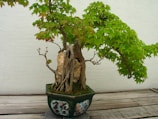 A bonsai tree with a thick, gnarled trunk and lush green leaves sits in an ornate pot adorned with artistic designs. The tree is placed on a wooden surface, against a neutral wall, creating a serene and naturalistic setting.