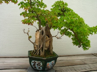 A bonsai tree with a thick, gnarled trunk and lush green leaves sits in an ornate pot adorned with artistic designs. The tree is placed on a wooden surface, against a neutral wall, creating a serene and naturalistic setting.
