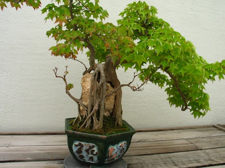 A bonsai tree with a thick, gnarled trunk and lush green leaves sits in an ornate pot adorned with artistic designs. The tree is placed on a wooden surface, against a neutral wall, creating a serene and naturalistic setting.