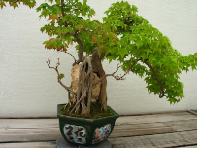 A bonsai tree with a thick, gnarled trunk and lush green leaves sits in an ornate pot adorned with artistic designs. The tree is placed on a wooden surface, against a neutral wall, creating a serene and naturalistic setting.