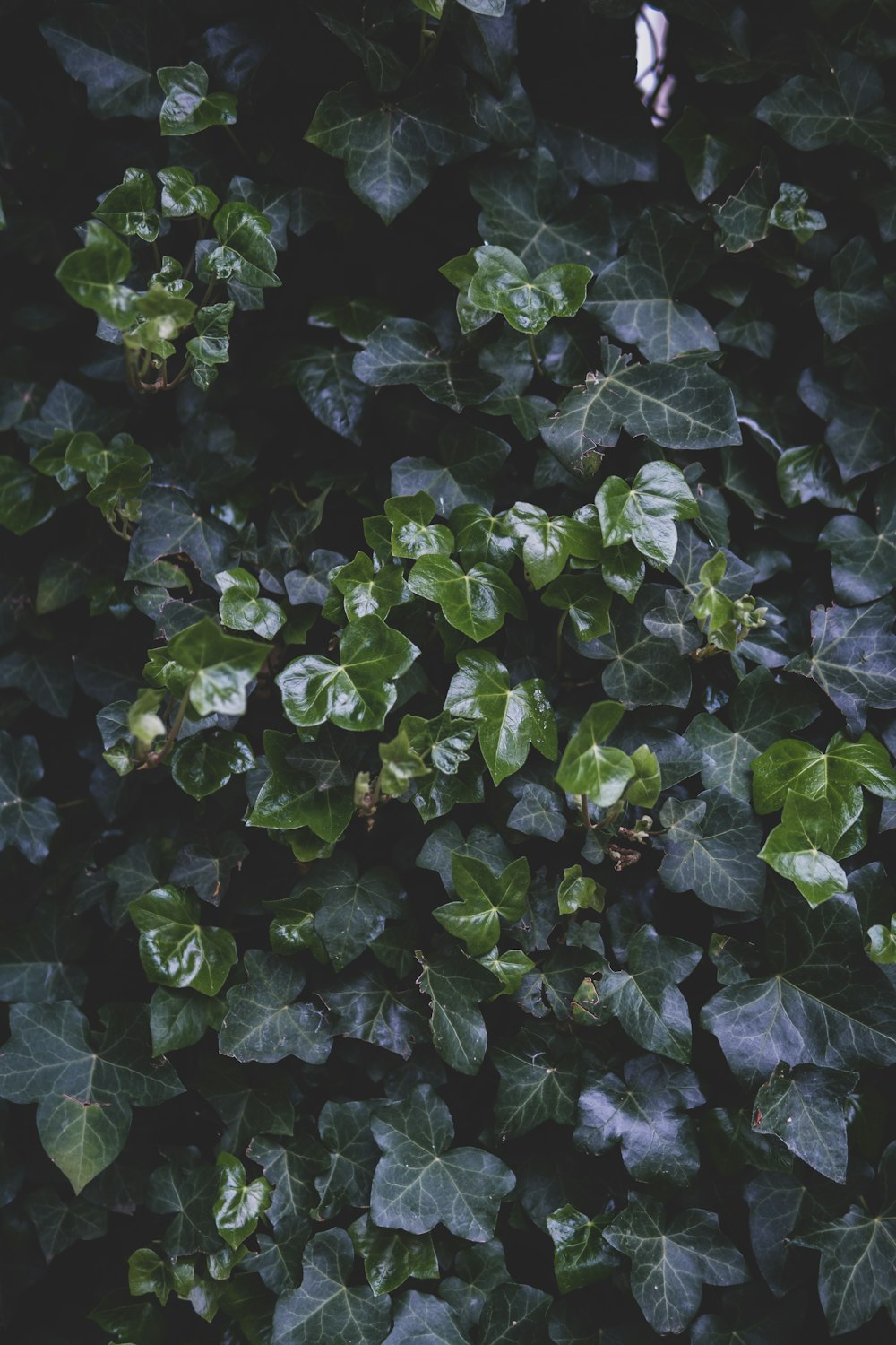 green leaves plant during daytime