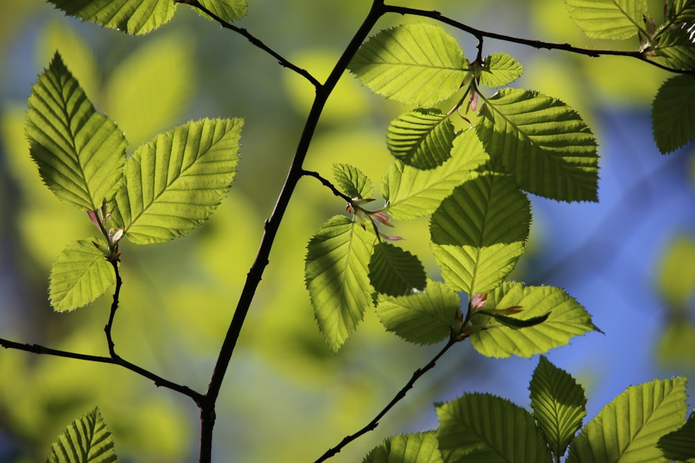 green leaf plant during daytime