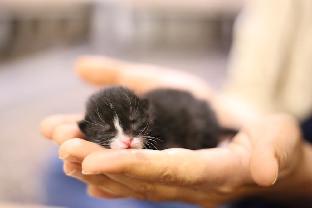 chaton à fourrure courte noir et blanc sur la main des personnes