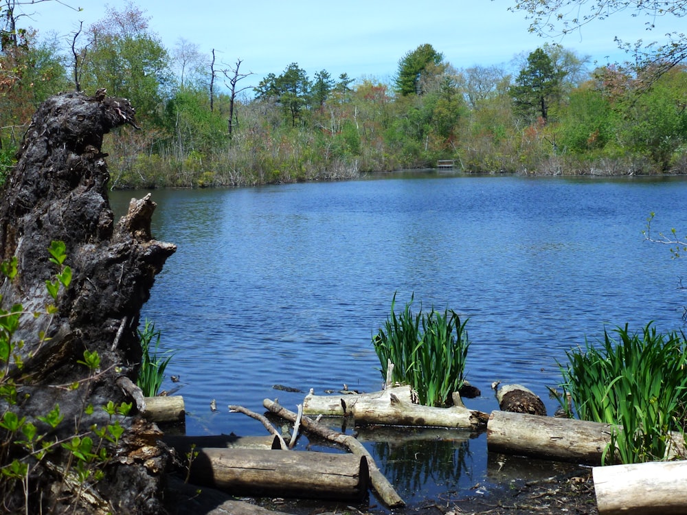 brown wooden log on lake