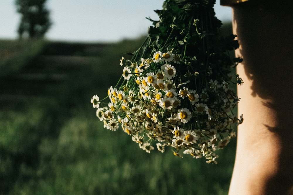 white and yellow flower on brown wooden stick