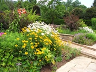 A lush garden scene featuring a variety of flowering plants. Prominent yellow and white flowers dominate the foreground, set against a backdrop of green foliage and trees. A wooden pathway and a stone wall add structure to the garden landscape.
