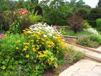 A lush garden scene featuring a variety of flowering plants. Prominent yellow and white flowers dominate the foreground, set against a backdrop of green foliage and trees. A wooden pathway and a stone wall add structure to the garden landscape.