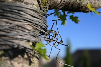 A bundle of wires is wrapped around a tree branch, with a blue sky in the background. There are green leaves on the branches, adding natural elements to the scene.