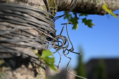 A bundle of wires is wrapped around a tree branch, with a blue sky in the background. There are green leaves on the branches, adding natural elements to the scene.