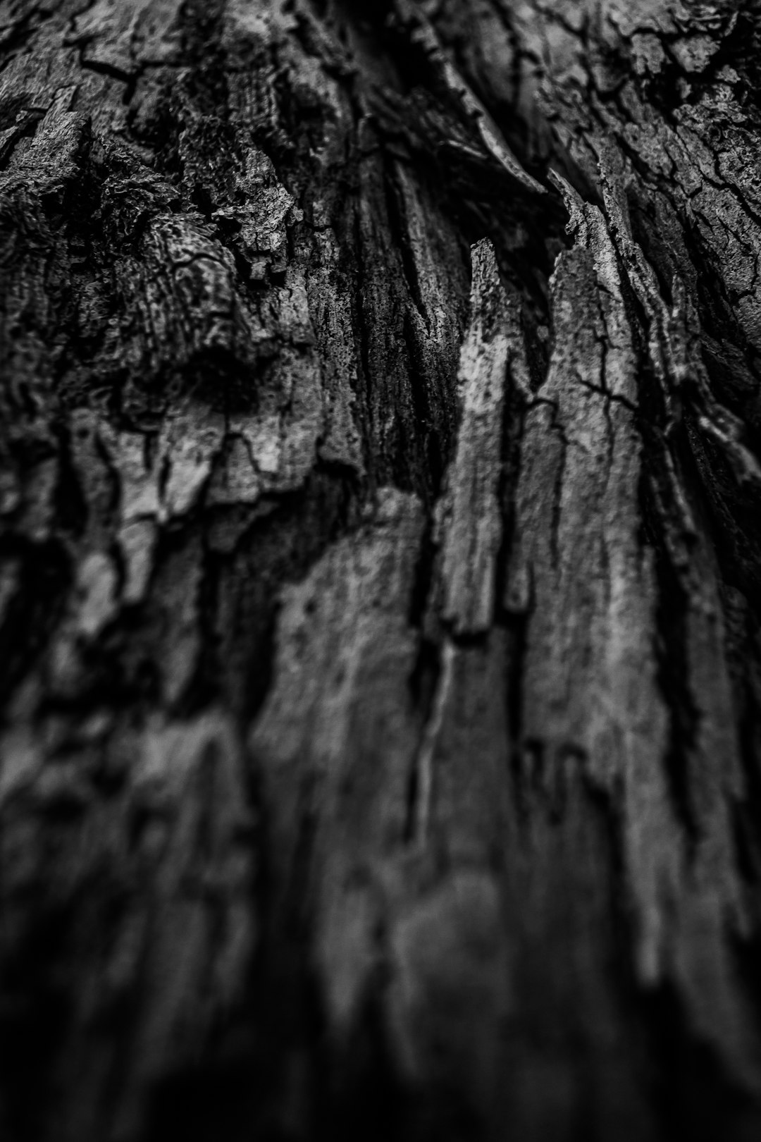 grayscale photo of wood trunk