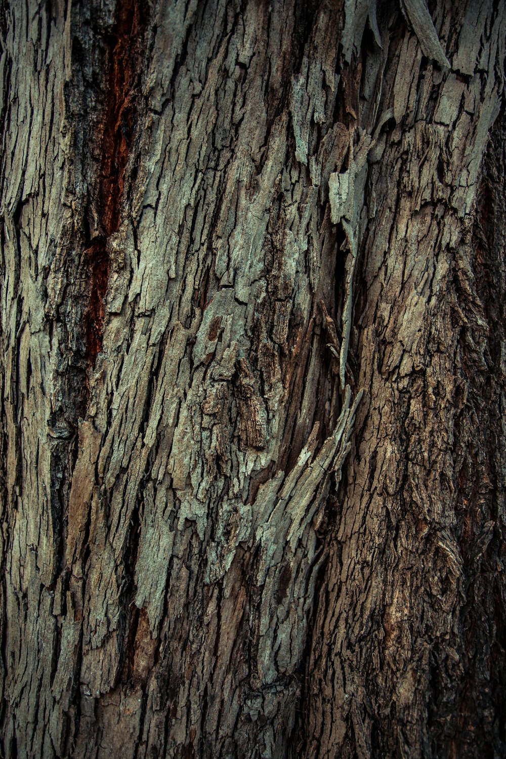 brown and black tree trunk