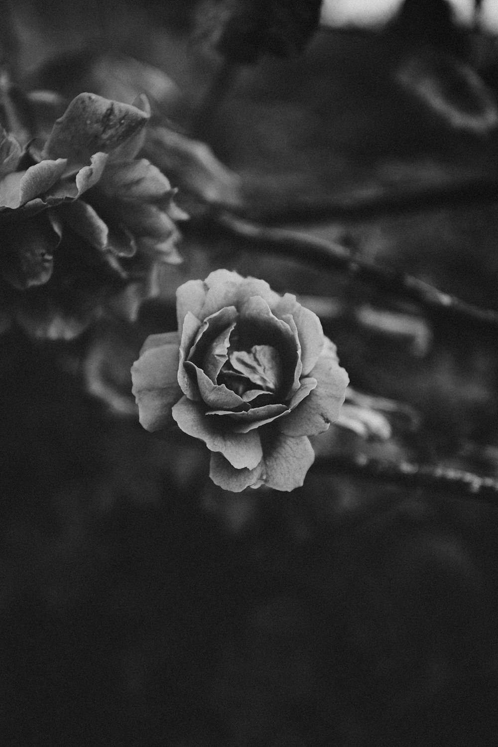 grayscale photo of rose flower