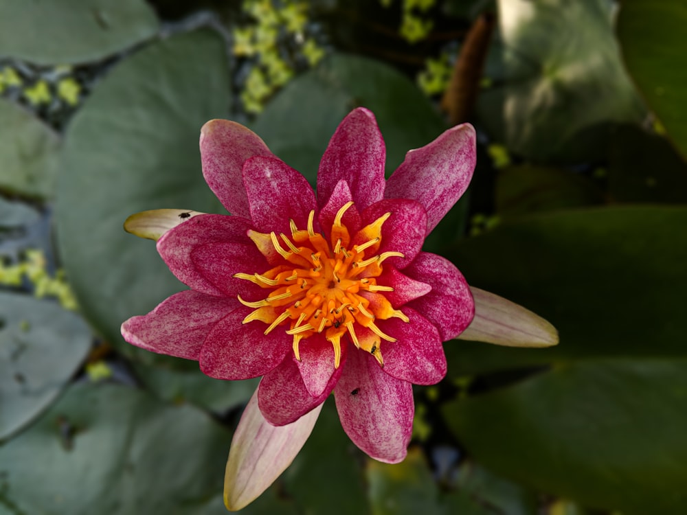 purple flower in tilt shift lens