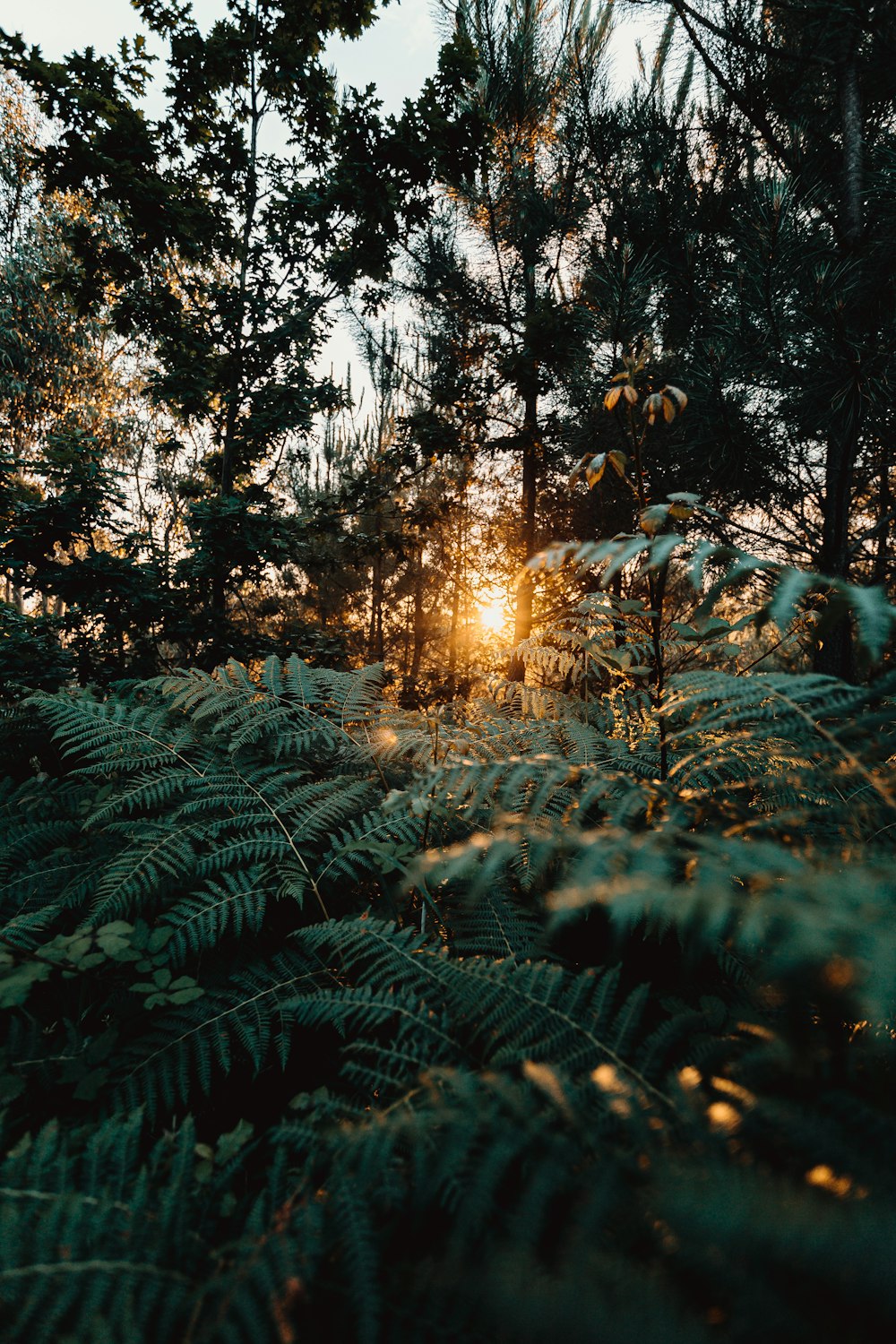 green fern plants during daytime