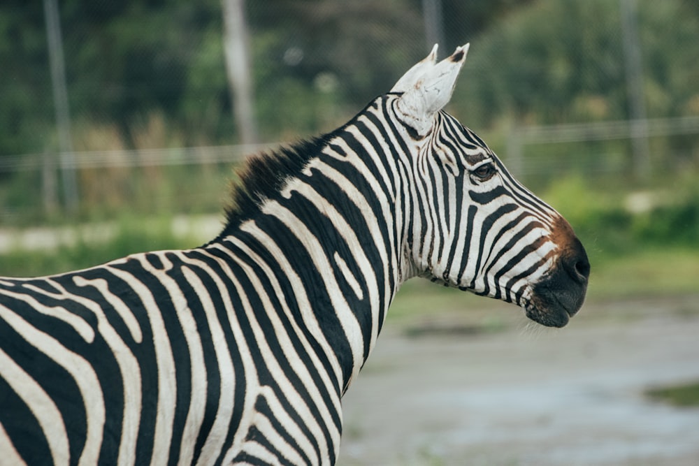 zebra in close up photography