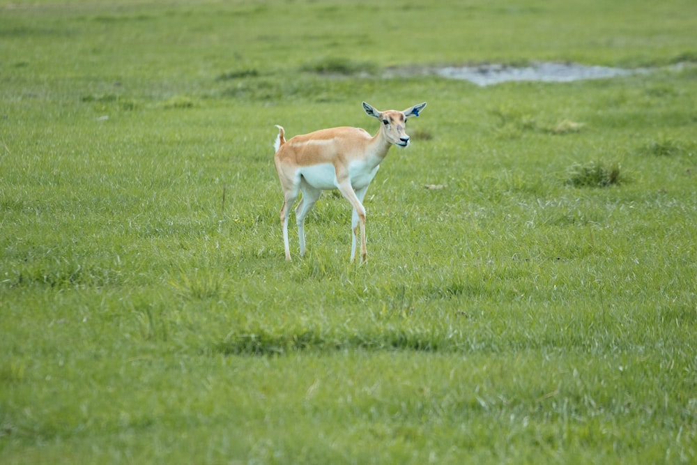 brown deer on green grass field during daytime