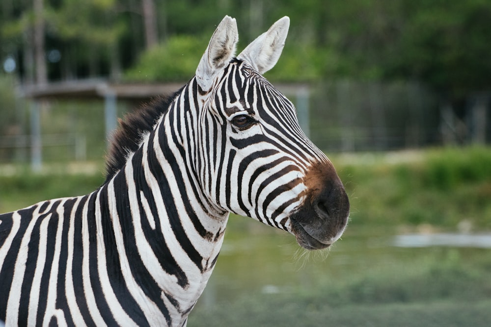 zebra standing on green grass field during daytime