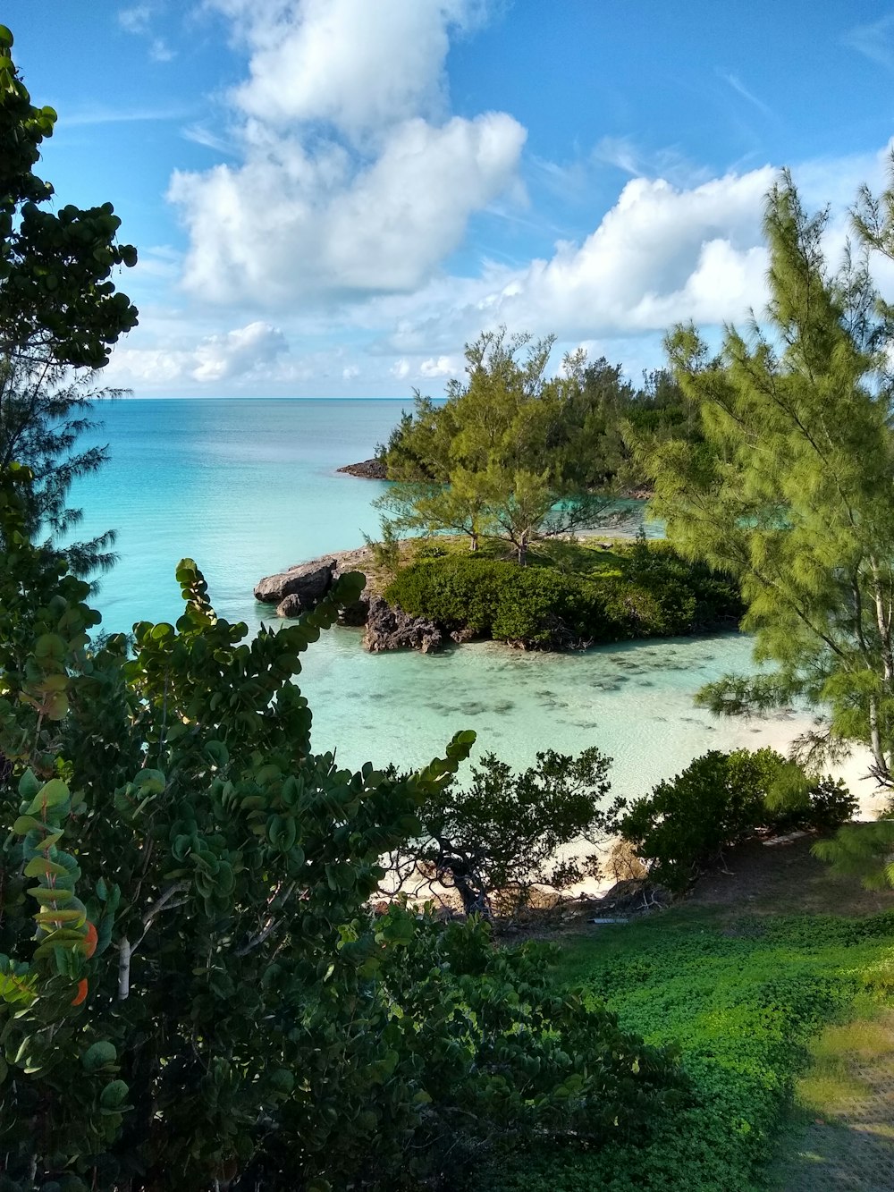 green trees on seashore during daytime