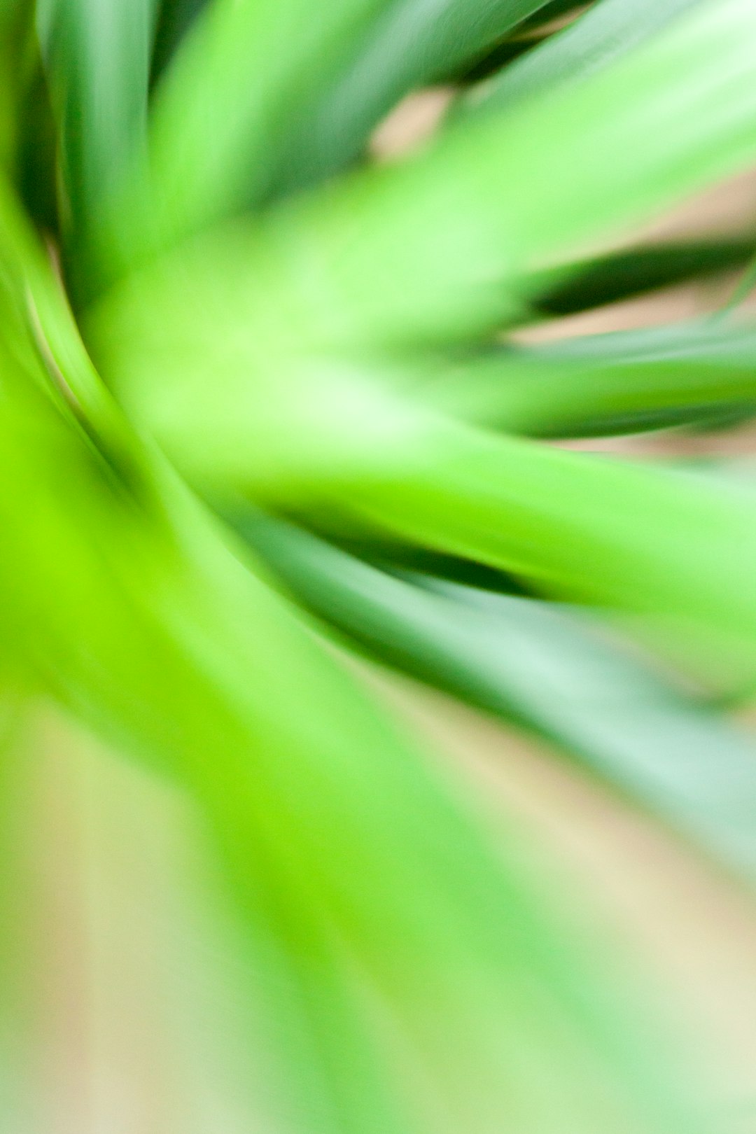 green leaf in close up photography