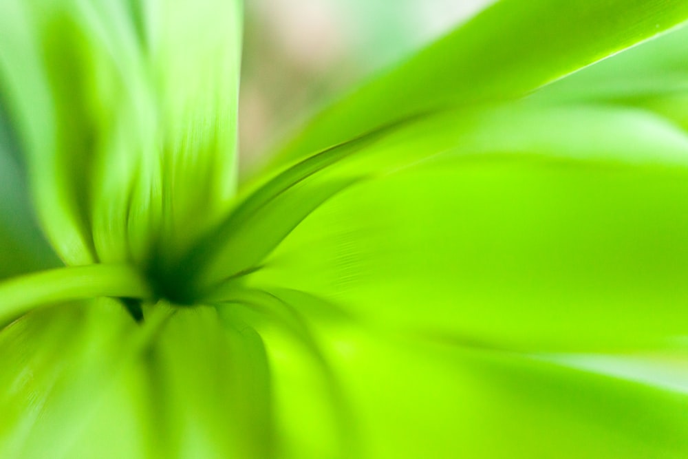 green flower in macro lens