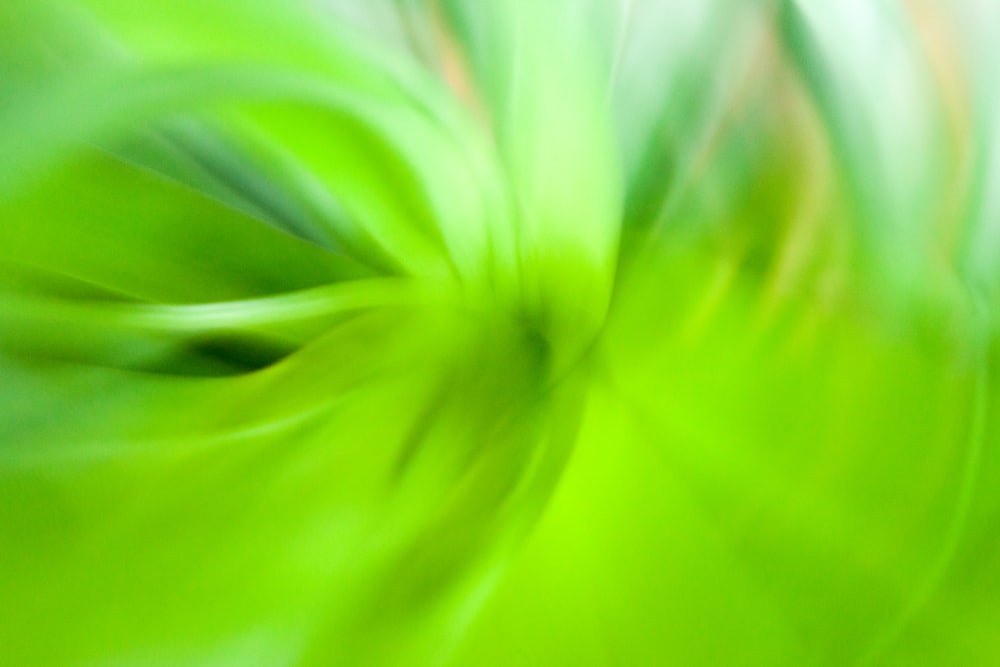 green flower in macro lens