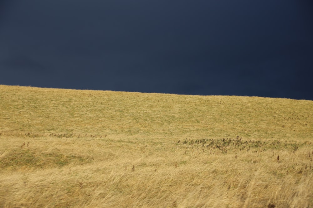 brown grass field under blue sky during daytime