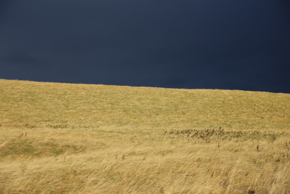 昼間の青空に覆われた茶色い草原