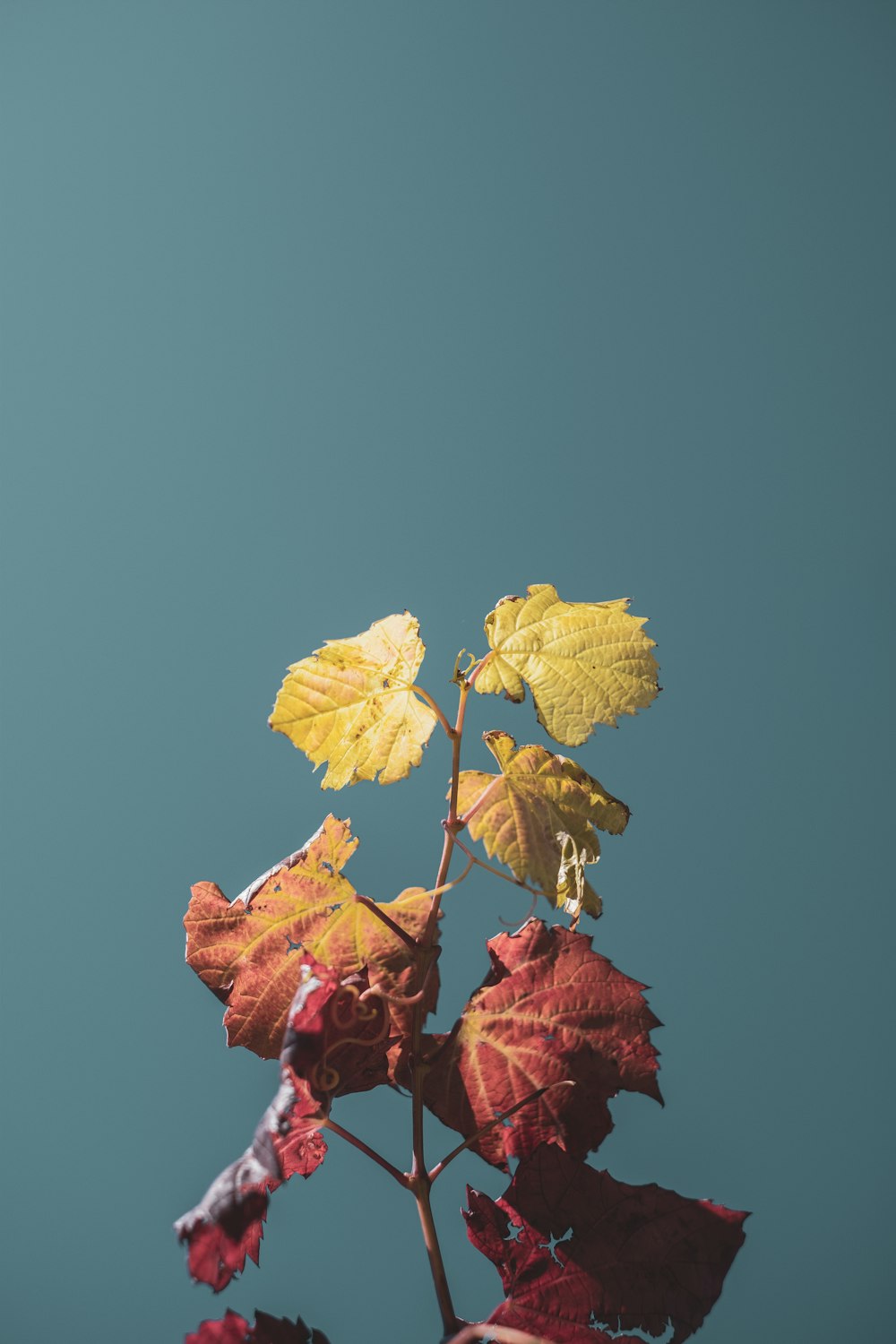 yellow and red maple leaves