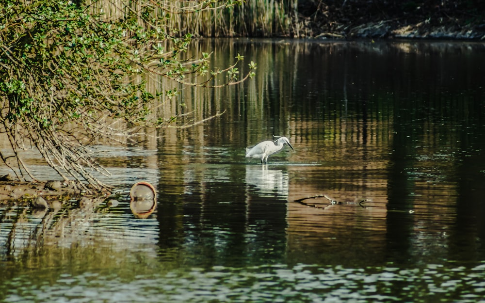 Cigno bianco sull'acqua durante il giorno