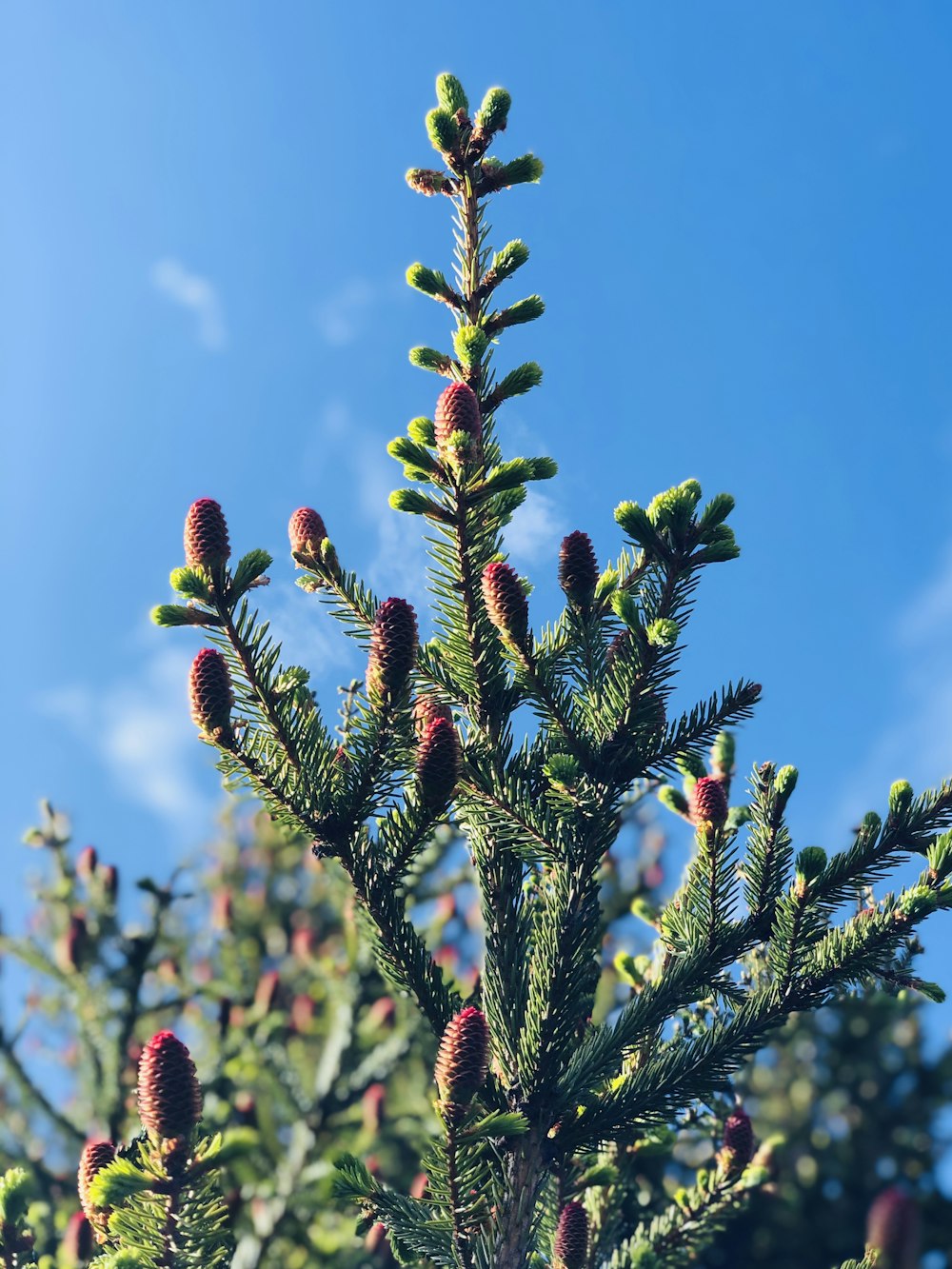 red and green plant under blue sky during daytime